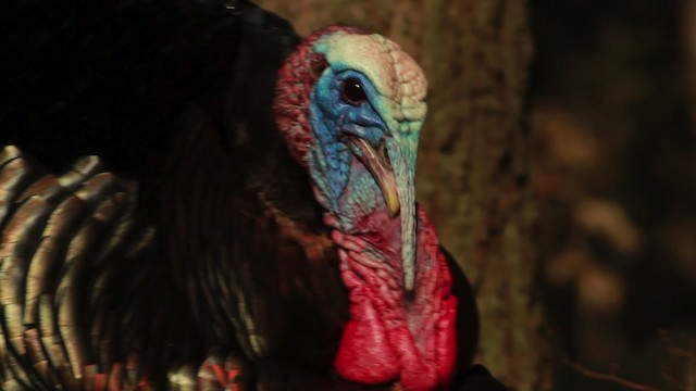 Wild Turkey - ML455147