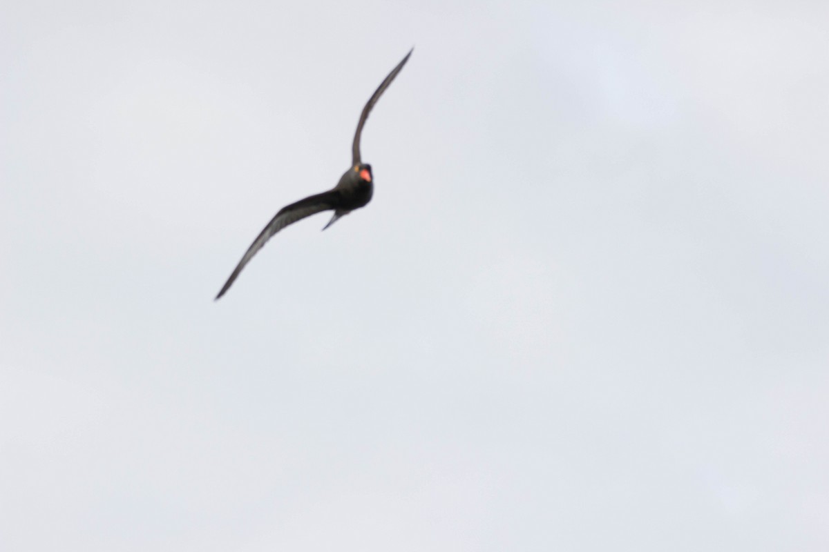 Black Oystercatcher - ML45514721