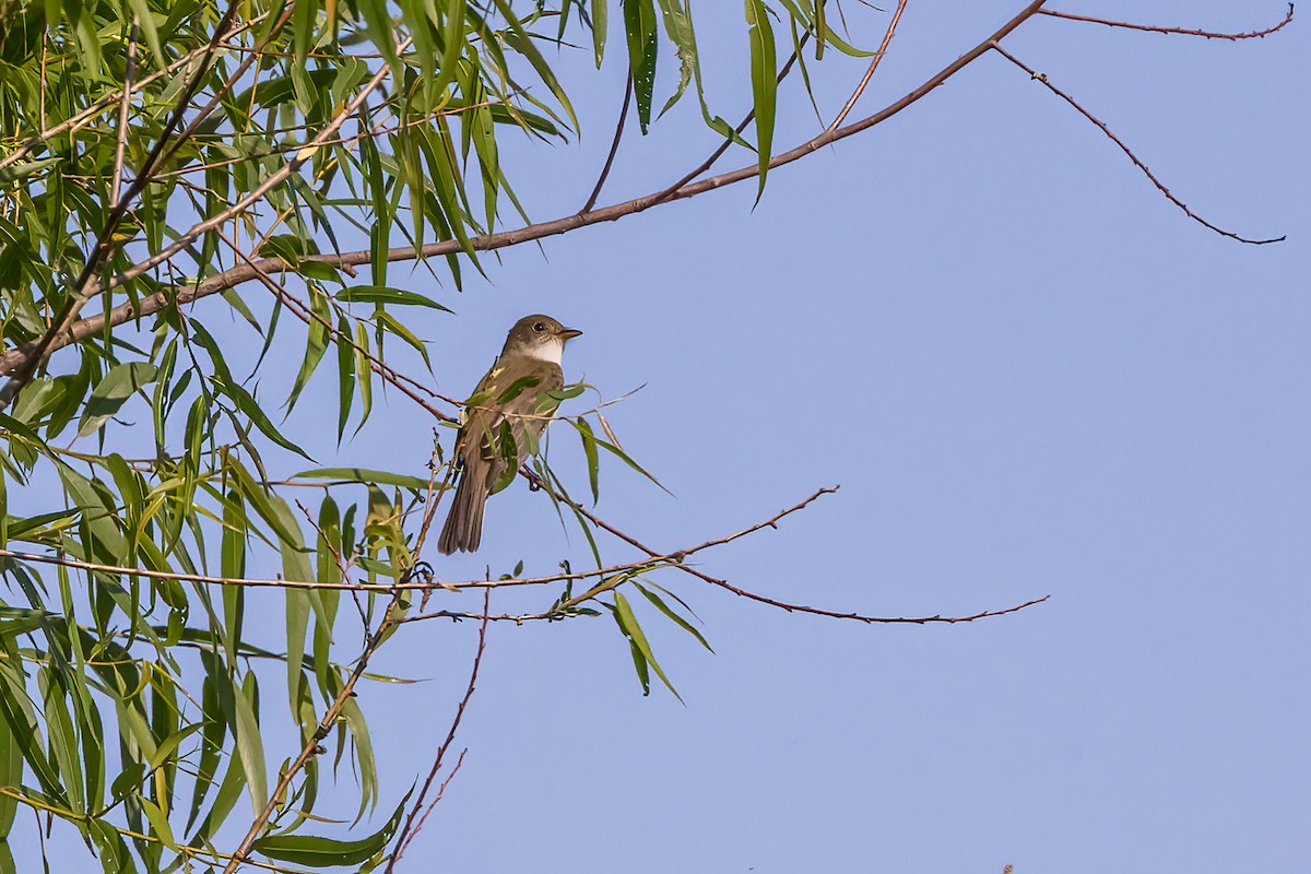 Willow Flycatcher - ML455147211