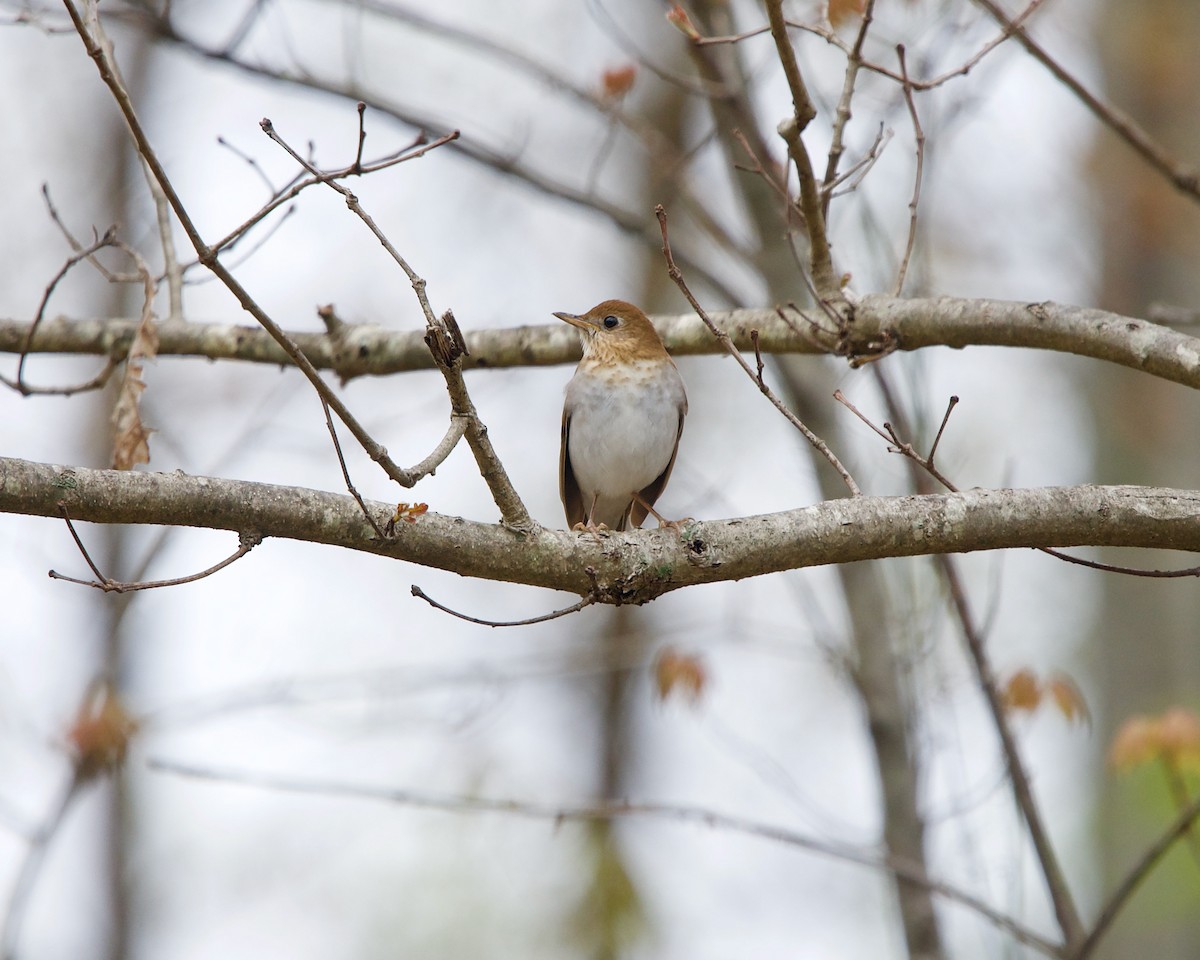 Veery - ML455147221