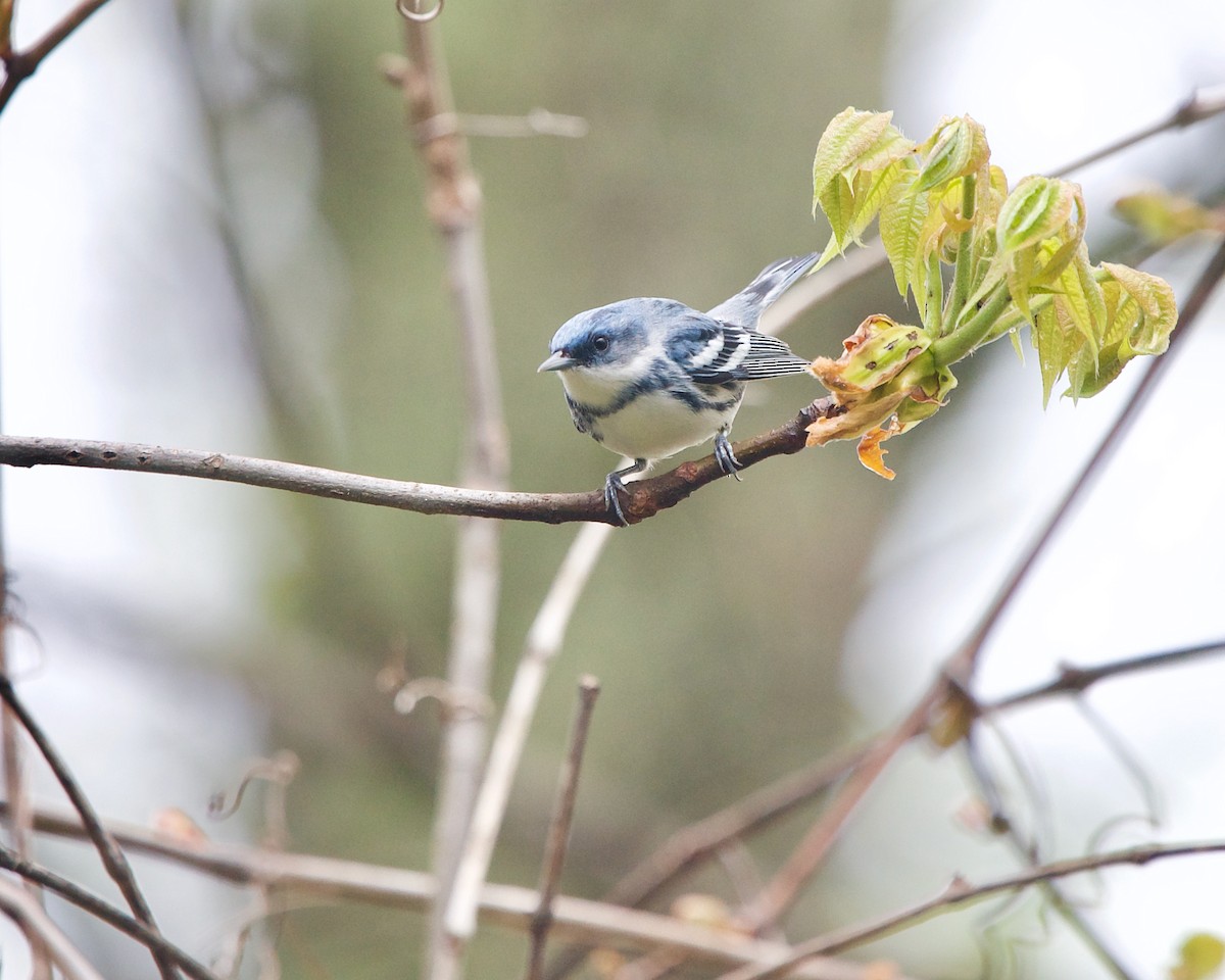 Cerulean Warbler - ML455147251