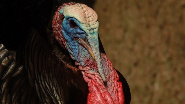 Wild Turkey - ML455148