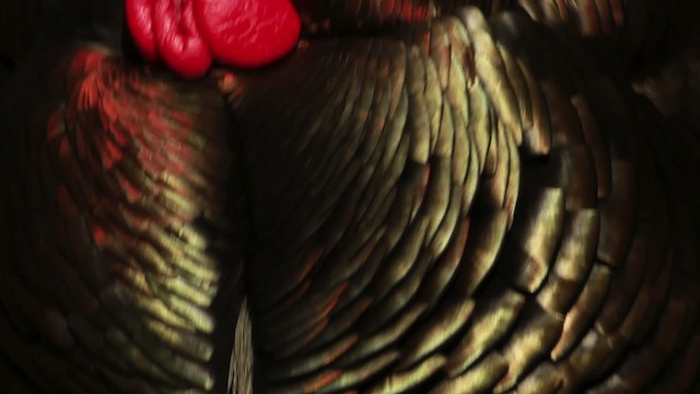 Wild Turkey - ML455149