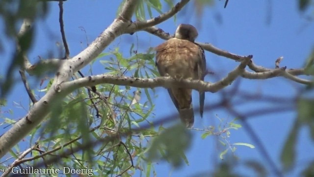 Alcotán Australiano - ML455149791