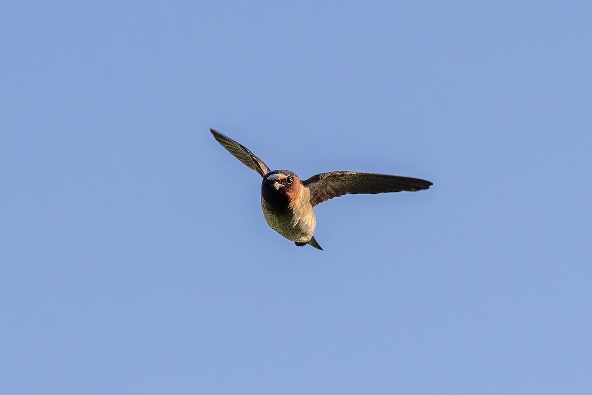 Cliff Swallow - ML455149981