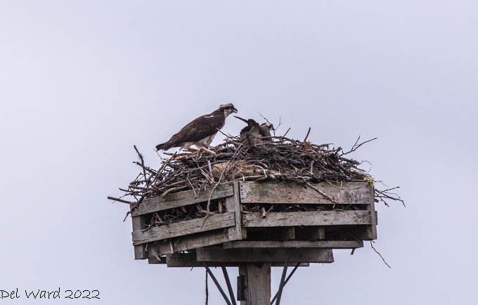 Osprey - ML455153381