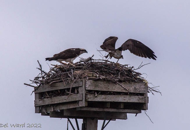 Osprey - ML455153421