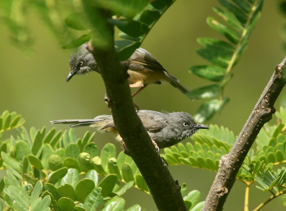 Sierra Leone Prinia - ML455153441