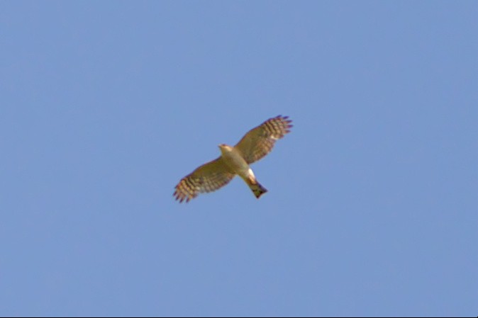Sharp-shinned Hawk - ML455153601