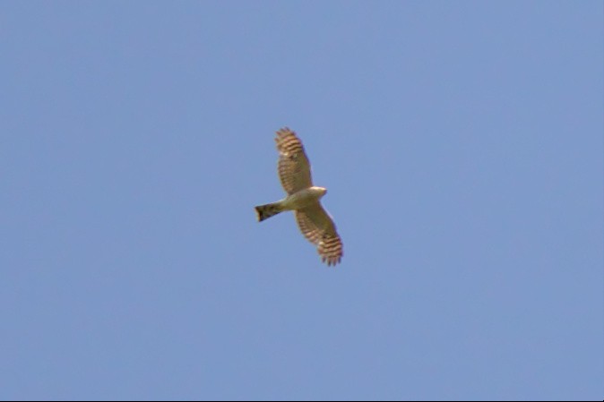Sharp-shinned Hawk - ML455153611