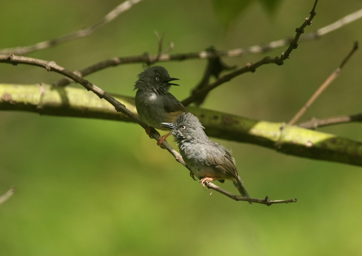 Sierra Leone Prinia - ML455153851