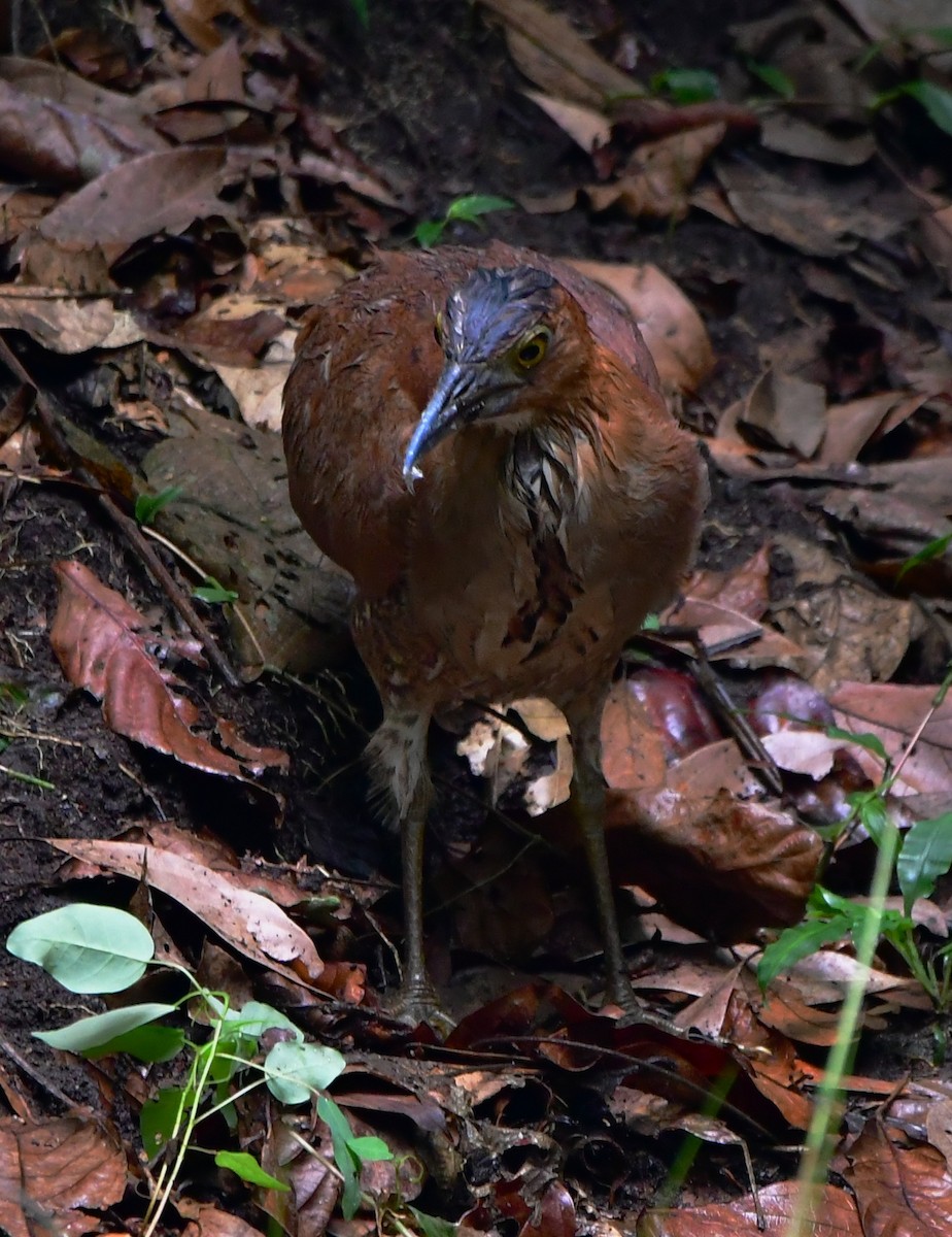 Malayan Night Heron - ML455153921