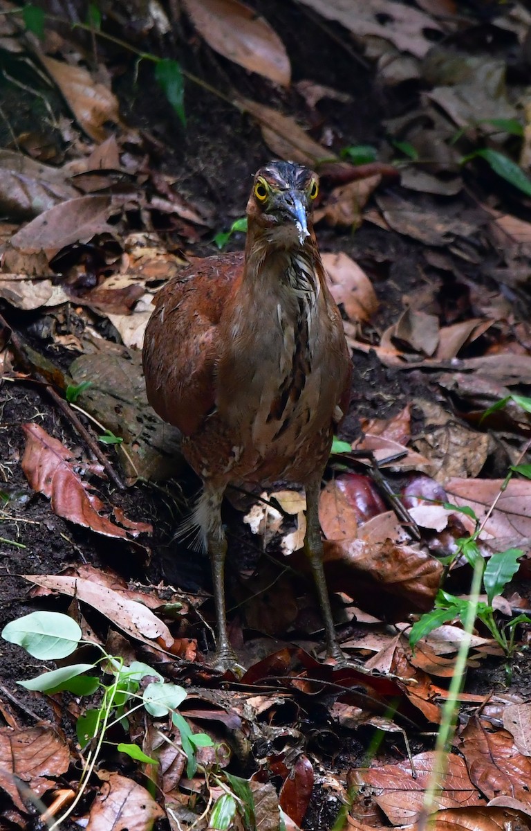 Malayan Night Heron - ML455153931