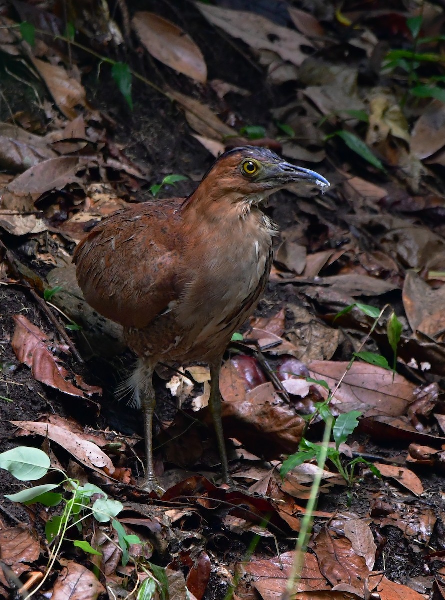 Malayan Night Heron - ML455153941