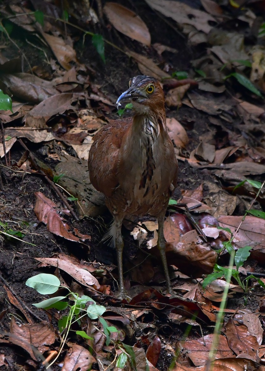 Malayan Night Heron - ML455153951