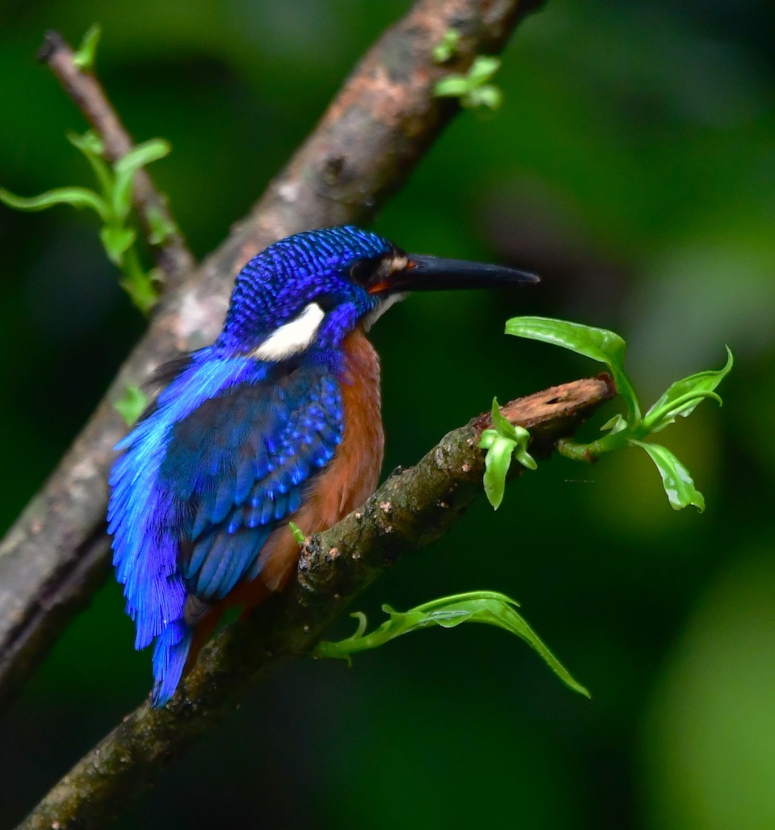 Blue-eared Kingfisher - ML455153961