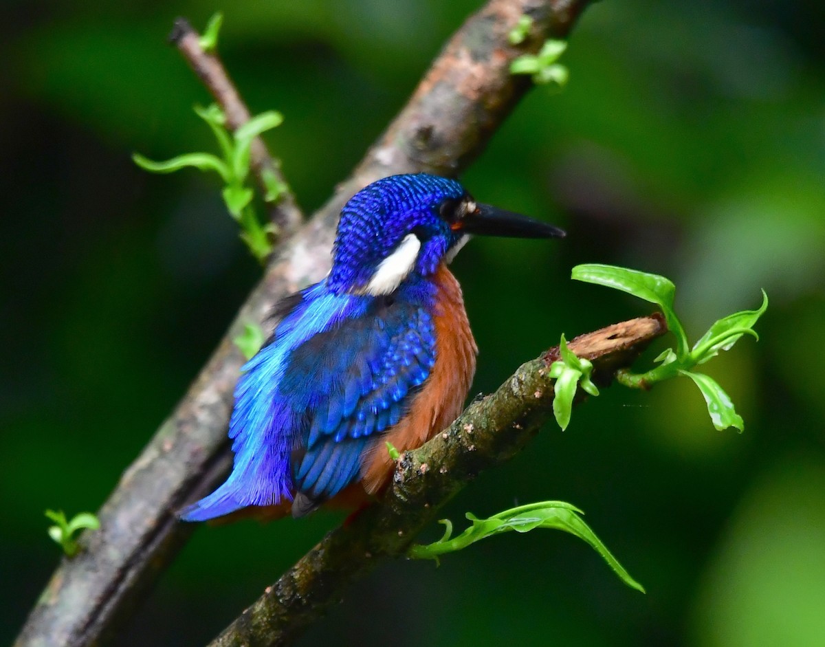 Blue-eared Kingfisher - ML455153971