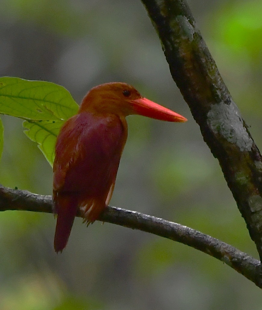 Ruddy Kingfisher - ML455153991