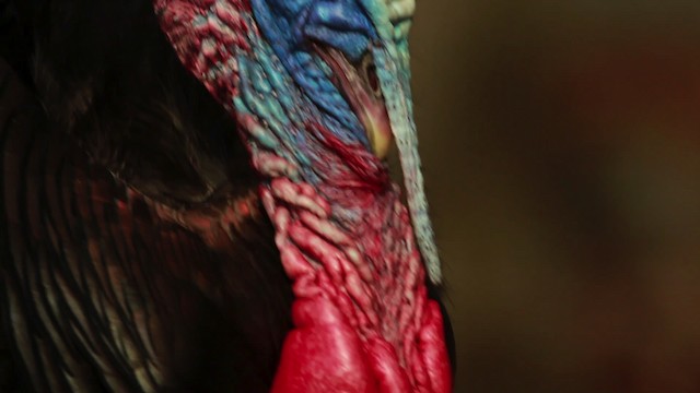 Wild Turkey - ML455154