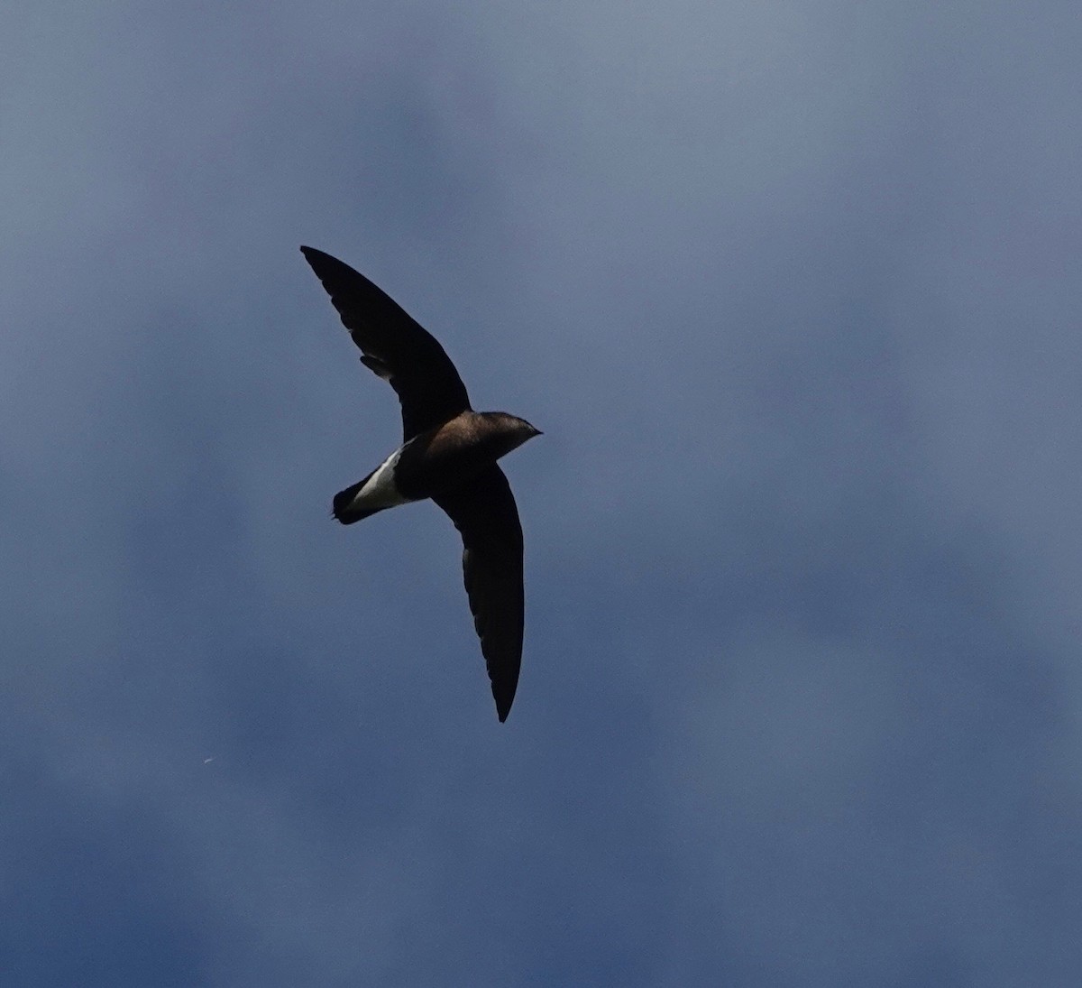 Brown-backed Needletail - ML455154181