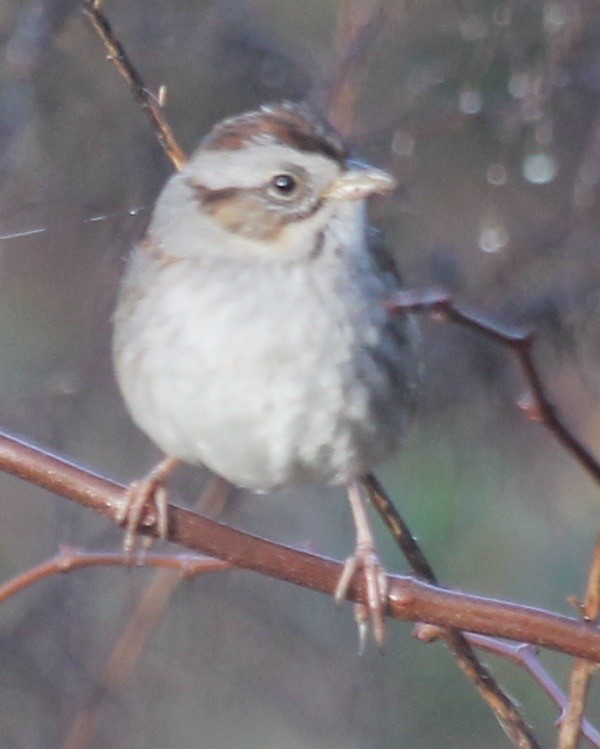 Swamp Sparrow - ML45515421