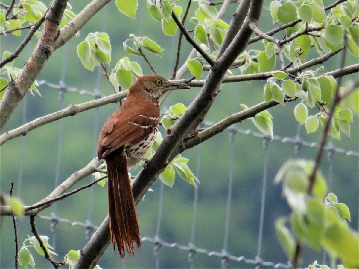 Brown Thrasher - Club ornithologique des Hautes-Laurentides