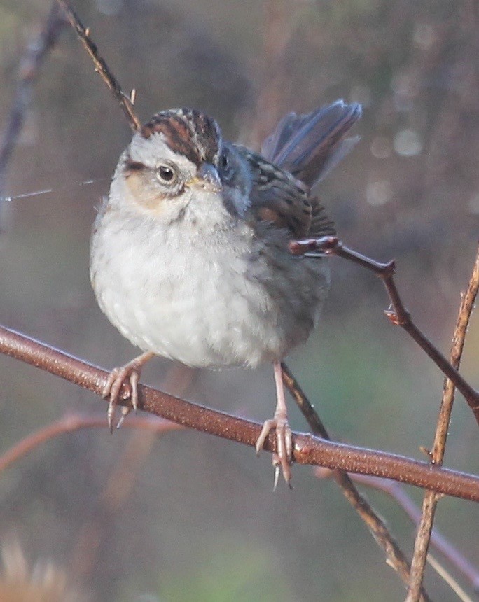 Swamp Sparrow - ML45515471