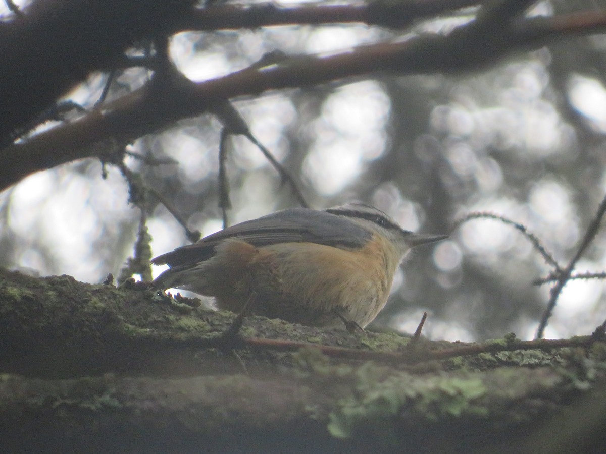 Red-breasted Nuthatch - ML455155201