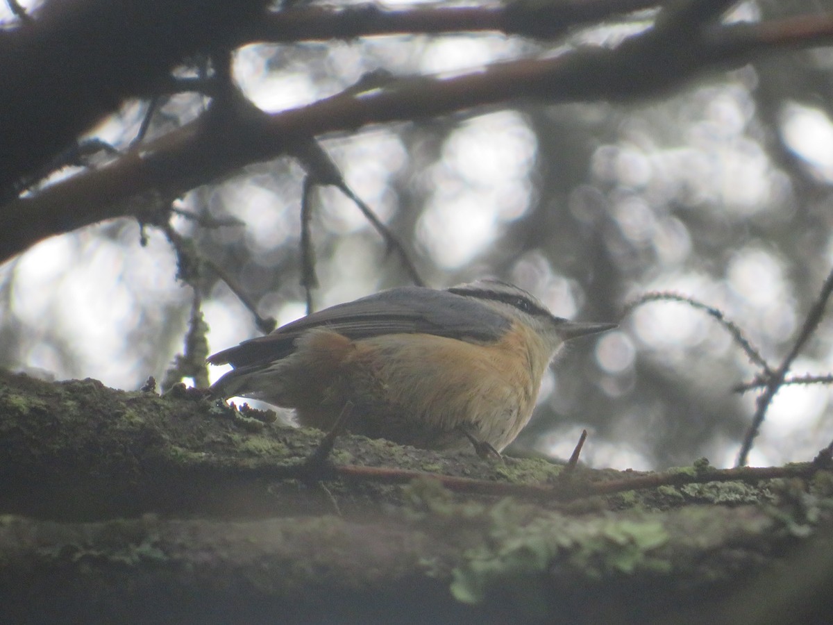 ムネアカゴジュウカラ - ML455155201