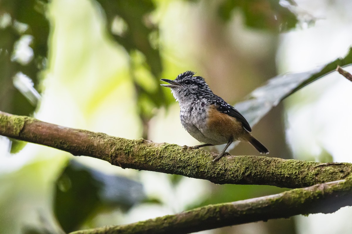 Peruvian Warbling-Antbird - ML455155771