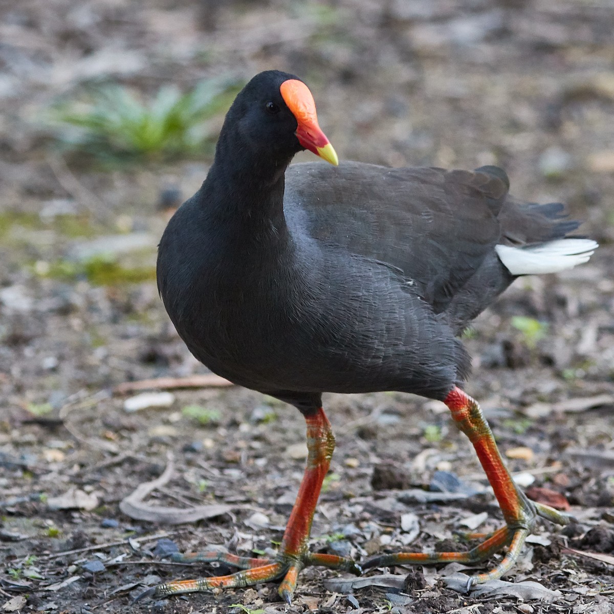 Dusky Moorhen - ML455156201