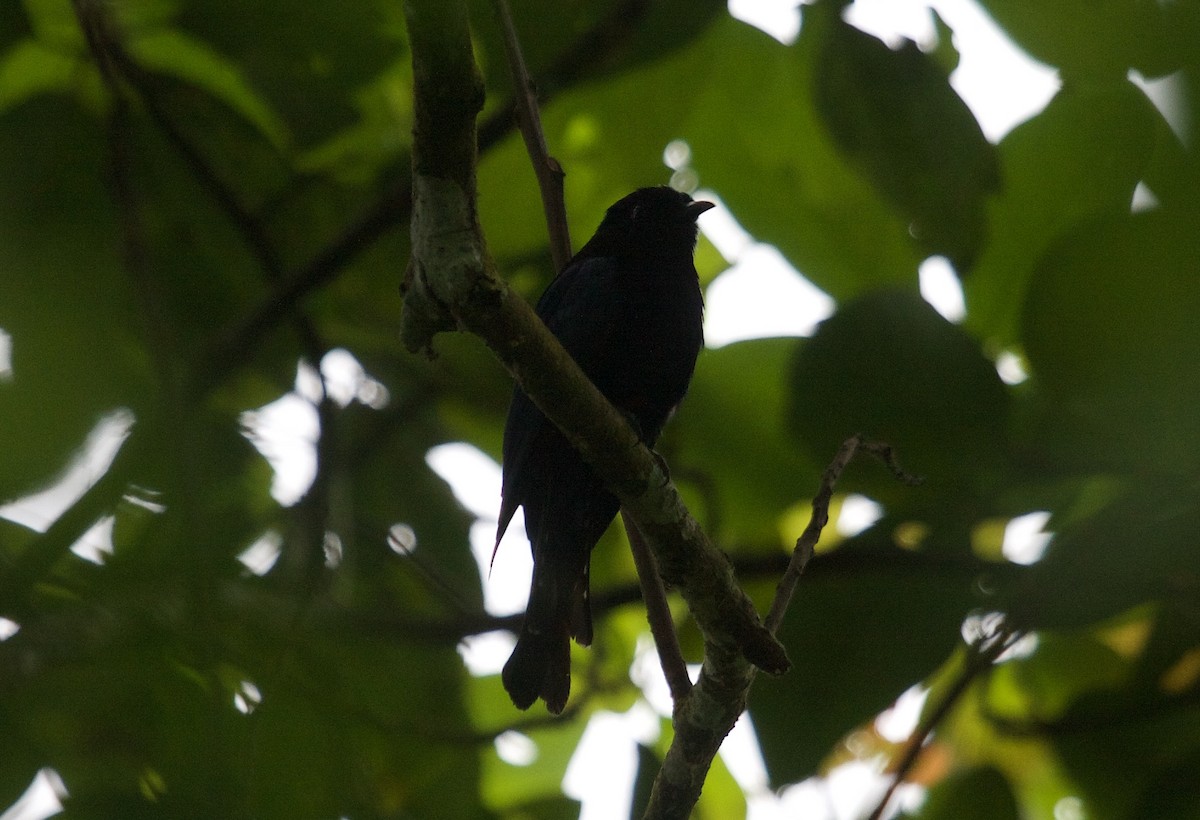 Philippine Drongo-Cuckoo - ML45515621