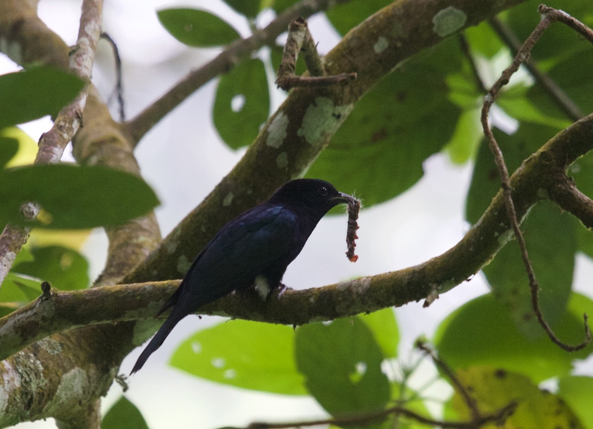 Philippine Drongo-Cuckoo - ML45515641