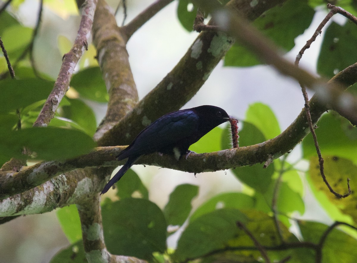 Philippine Drongo-Cuckoo - ML45515661