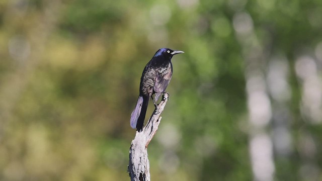 Common Grackle - ML455157401