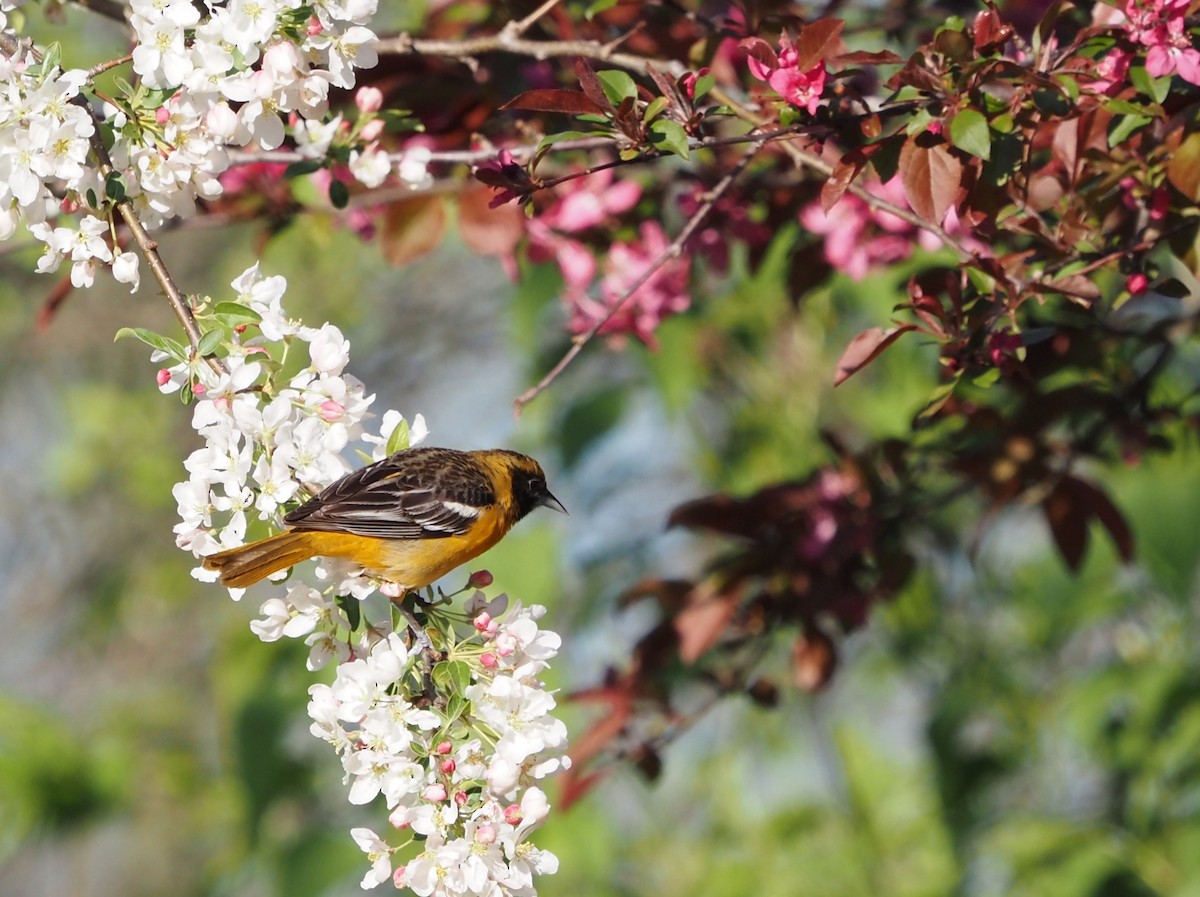 Orchard Oriole - ML455157491