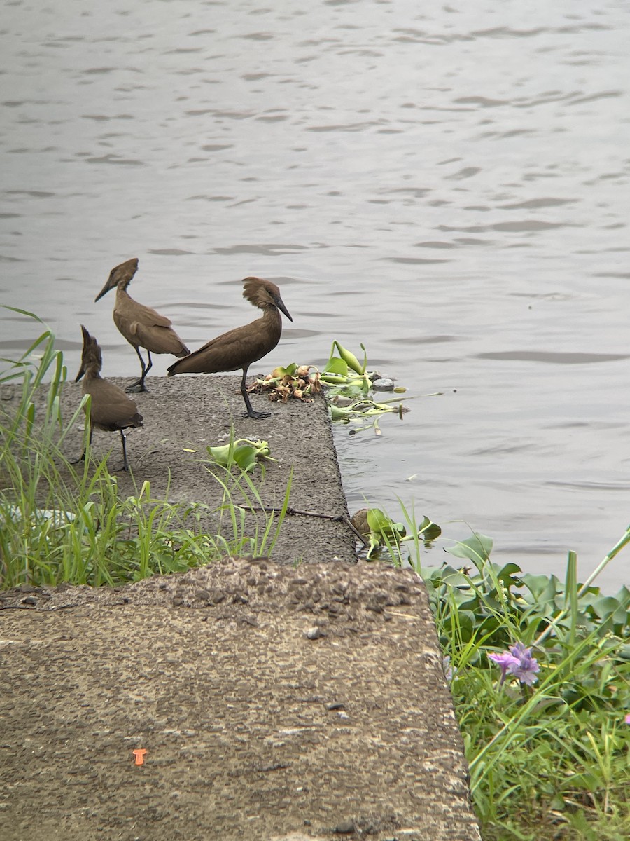 Hamerkop - ML455158371