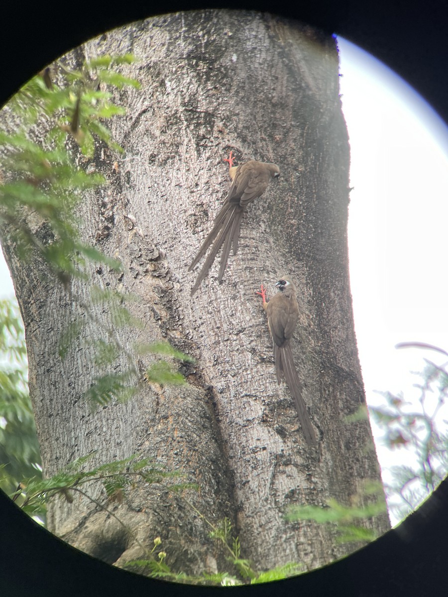 Speckled Mousebird - ML455158401