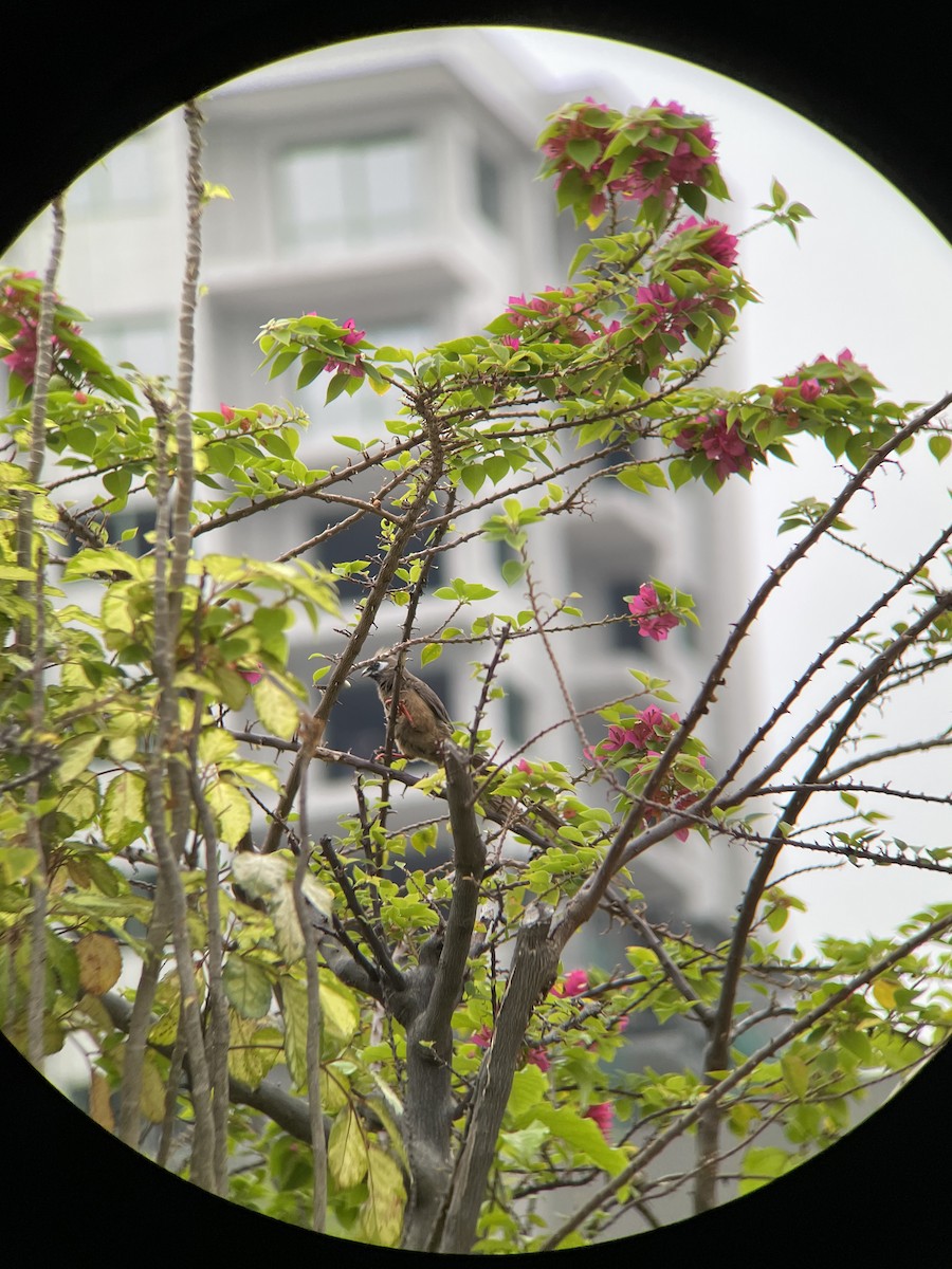 Speckled Mousebird - ML455158411