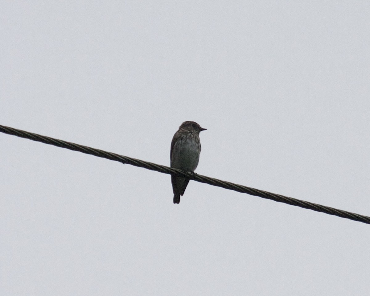 Gray-streaked Flycatcher - ML45515851