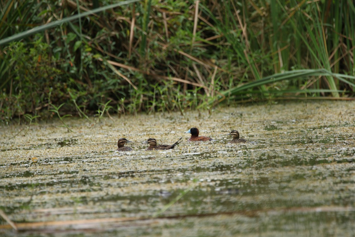 Masked Duck - ML455160361