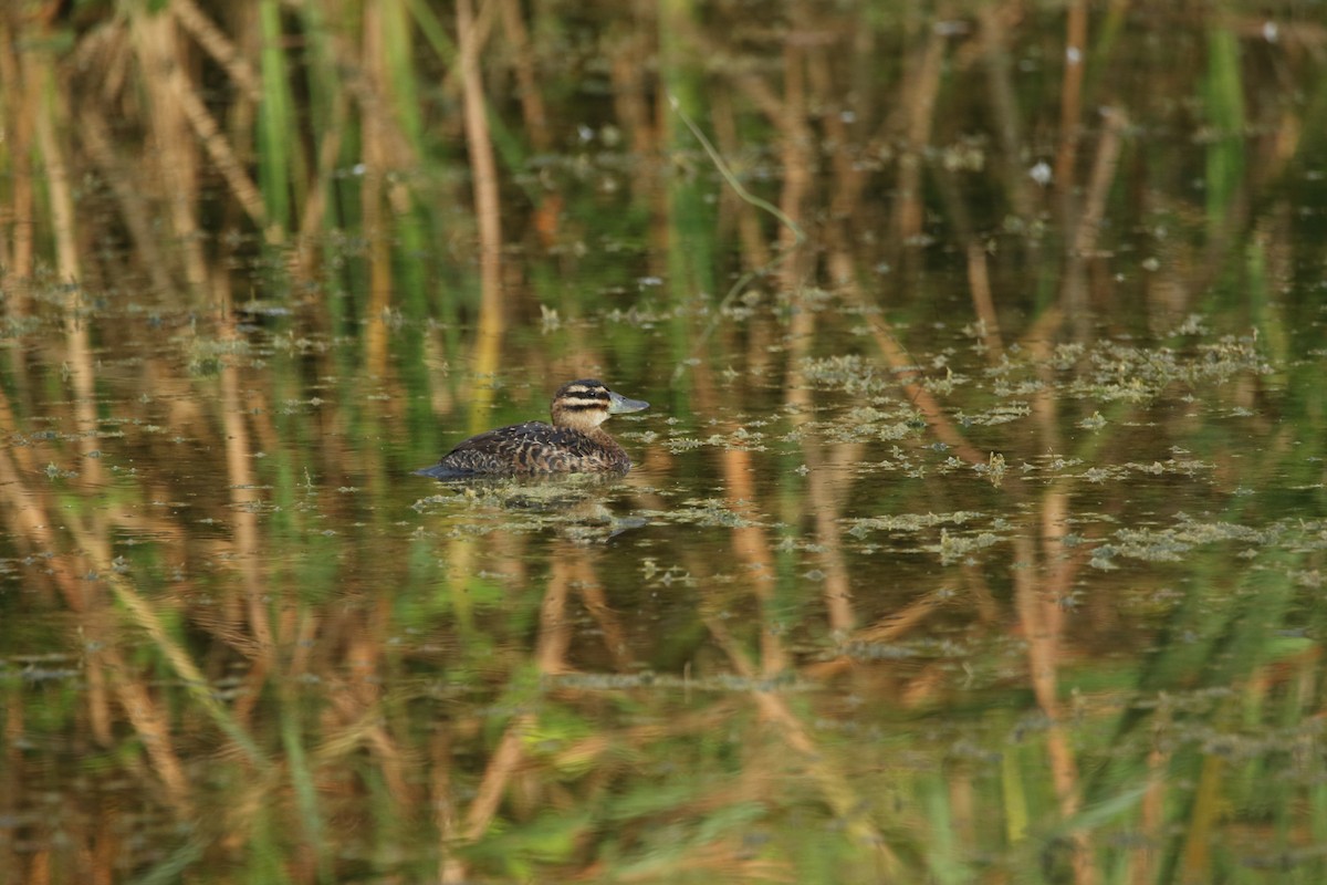 Masked Duck - ML455160531