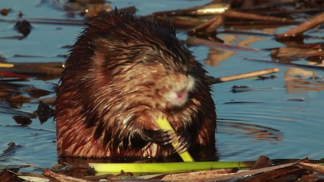 muskrat - ML455161