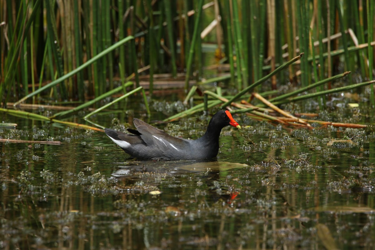 Common Gallinule - Luis A Rivero