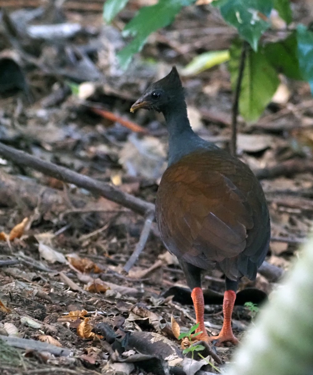 Rotbein-Großfußhuhn - ML455161321