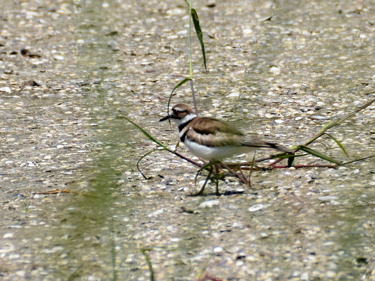 Killdeer - ML455161361