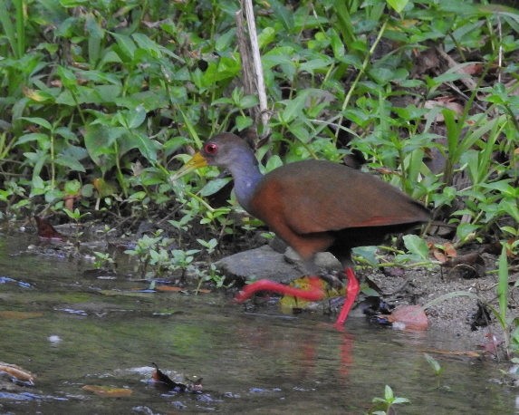 Gray-cowled Wood-Rail - Tania Aguirre