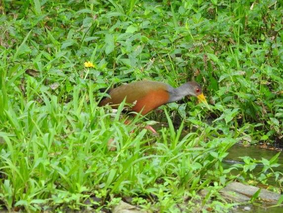 Gray-cowled Wood-Rail - Tania Aguirre