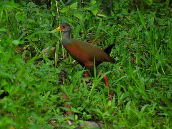 Gray-cowled Wood-Rail - ML455162431