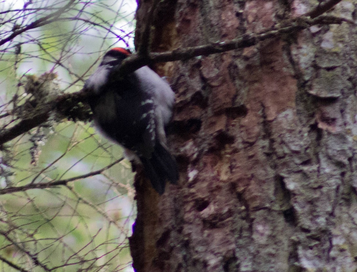 Downy Woodpecker - ML45516361